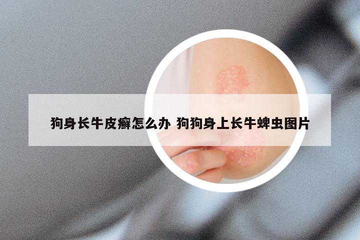 狗身长牛皮癣怎么办 狗狗身上长牛蜱虫图片